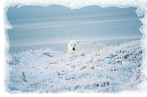 Polar bear viewing tours in the high Arctic