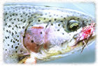 Alaska Rainbow Trout Fly Fishing